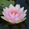 Nymphaea  Mme. Wilfron Gonnere