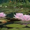 Nymphaea  Mme. Wilfron Gonnere - Image 2
