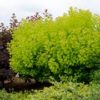 Cotinus coggygria 'Golden Spirit'