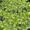 Pittosporum tobira 'Mojo'