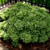 Pittosporum tobira 'Mojo' - Image 2