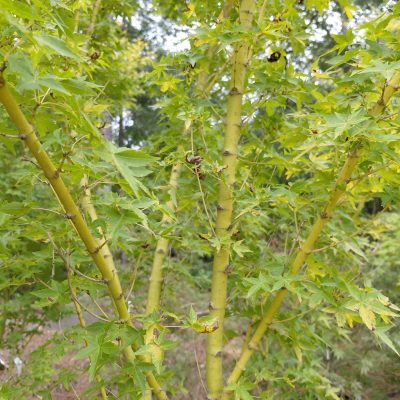 Acer palmatum 'Bihou'