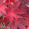 Acer palmatum 'Omato'
