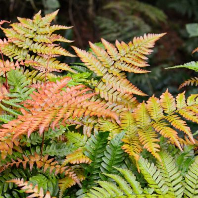 Dryopteris erythrosora