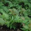 Dryopteris erythrosora - Image 3