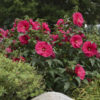 Hibiscus 'Summer in Paradise' - Image 2