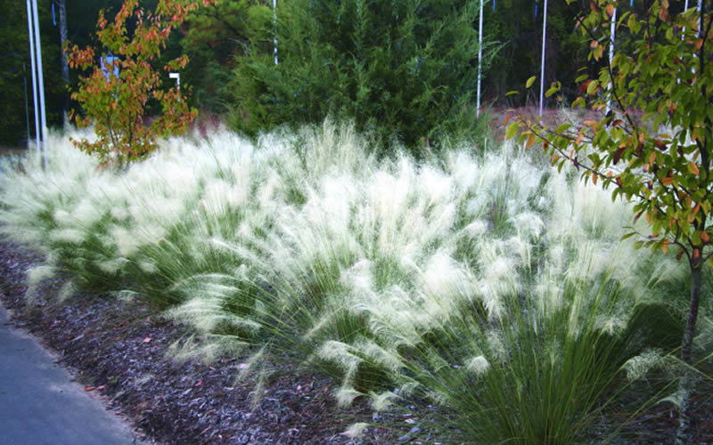 Muhlenbergia capillaris ‘White Cloud’ | Kiefer Nursery: Trees, Shrubs ...