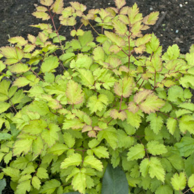 Astilbe 'Amber Moon'