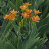 Belamcanda chinensis 'Freckle Face' - Image 3