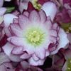 Helleborus Wedding Party(TM) 'Blushing Bridesmaid'