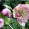 Helleborus Wedding Party(TM) 'Blushing Bridesmaid' - Image 2