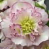 Helleborus Wedding Party® 'Flower Girl'