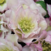 Helleborus Wedding Party® 'Flower Girl' - Image 2
