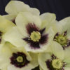 Helleborus Honeymoon® 'Spanish Flare'