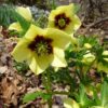 Helleborus Honeymoon® 'Spanish Flare' - Image 2