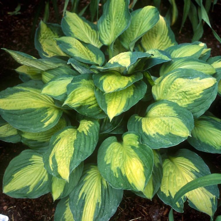 Hosta ‘Captain Kirk’ | Kiefer Nursery: Trees, Shrubs, Perennials