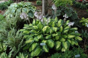 Hosta ‘Captain Kirk’ | Kiefer Nursery: Trees, Shrubs, Perennials