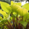 Hosta 'Designer Genes'