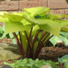 Hosta 'Designer Genes' - Image 3