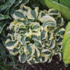 Hosta 'Mini Skirt'