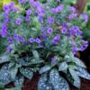 Pulmonaria 'Trevi Fountain'