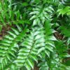 Cyrtomium falcatum