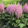Astilbe chinensis 'Little Visions in Pink'