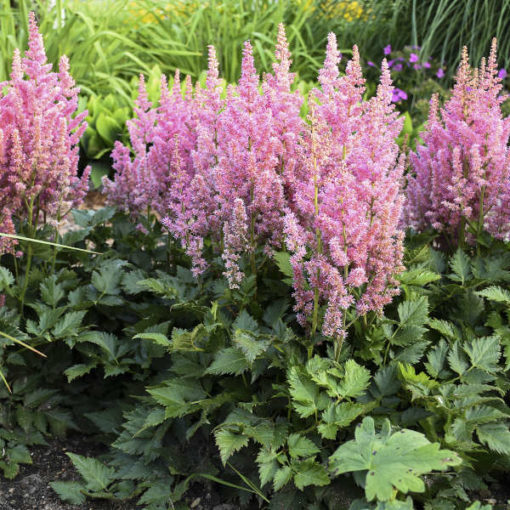 Astilbe chinensis 'Little Visions in Pink'