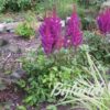 Astilbe 'Purple Rain' - Image 2