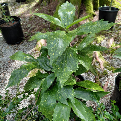 Aucuba japonica 'Gold Dust'
