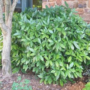 Aucuba japonica ‘Gold Dust’ | Kiefer Nursery: Trees, Shrubs, Perennials