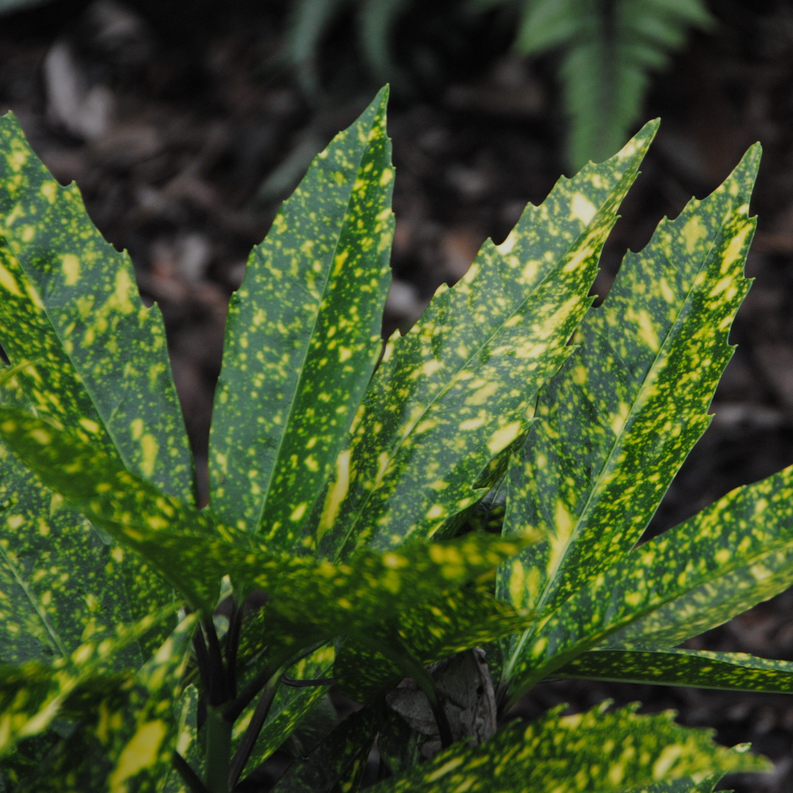 Aucuba japonica ‘Hosoba Hoshifu’ | Kiefer Nursery: Trees, Shrubs