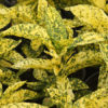 Aucuba japonica 'Marmorata'