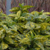 Aucuba japonica 'Marmorata' - Image 3