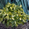 Aucuba japonica 'Suruga Benten'