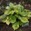 Aucuba japonica 'Suruga Benten' - Image 2