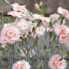 Dianthus 'Georgia Peach Pie' - Image 2