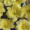 Hemerocallis 'Stella Supreme'
