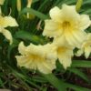 Hemerocallis 'Stella Supreme' - Image 2