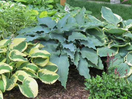 Hosta ‘Neptune’ | Kiefer Nursery: Trees, Shrubs, Perennials