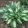 Hosta 'Popcorn'