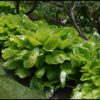 Hosta 'Sum and Substance' - Image 2