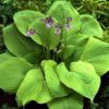 Hosta 'Sum and Substance' - Image 3