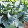 Hosta 'Wishing Well'