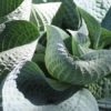 Hosta 'Wishing Well' - Image 2