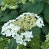 Hydrangea arborescens 'Haas' Halo'