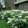 Hydrangea arborescens 'Haas' Halo' - Image 2