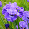 Iris sibirica 'Blueberry Fair'