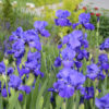 Iris germanica 'Feedback' - Image 2