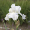 Iris germanica 'Immortality'